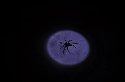 Spider inside a blue spot light Stock Photos
