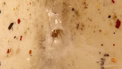Spider inside its web waiting for prey. Micro monster inside the house. Spiders Stock Footage 288191496