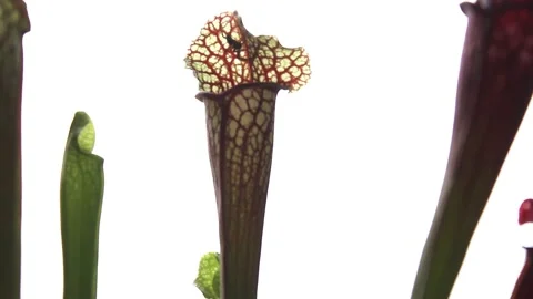 Spider Inside a Sarracenia Carnivorous Pitcher Plant 库存影片 344041138
