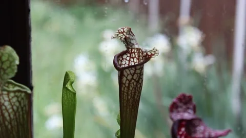 Spider Inside a Sarracenia Carnivorous Pitcher Plant 库存影片 344311092