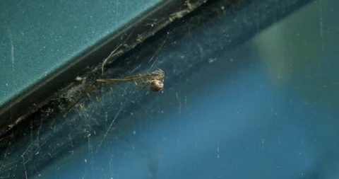 Spider interacts with foliage in it's web Stock Footage 113151970