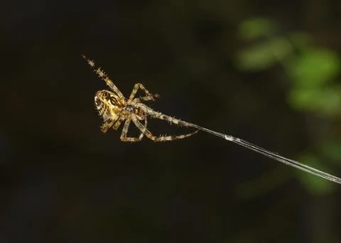 A spider on an intertwined web Stock Photos