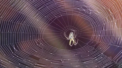 Spider on Intricate Web - Close Up Видео 345676887