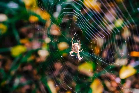 Spider on Intricate Web in Natural Setting Stock Photos