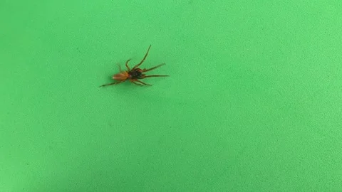 Spider isolated on green background. Closeup spiders insect, insects, bug, bugs Stock Footage 246916601