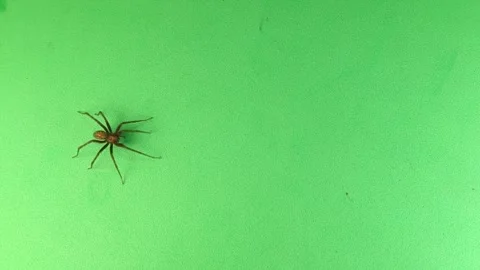 Spider isolated on green background. Spider walking. Spiders. insect, insects Stock Footage 247506644