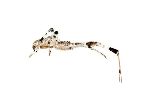 Spider isolated Foto stock