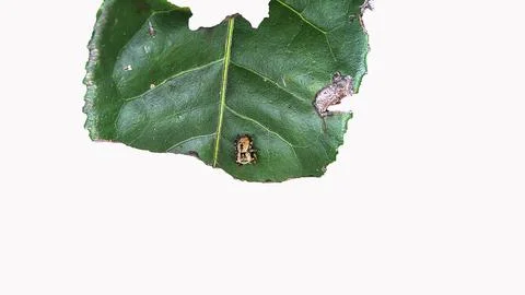 Spider isolated Stock Photos