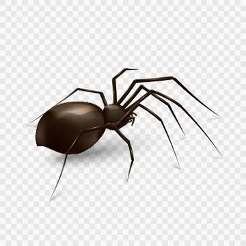 Spider isolated on a transparent background Stock Illustration