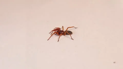 Spider on isolated white background. close up of spider Stock Footage 148435101