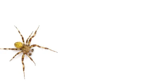 Spider on isolated white background Stock Footage 92599365