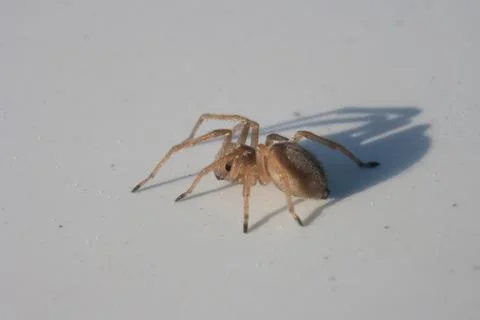 Spider isolated on white background, macro photo Stock Photos
