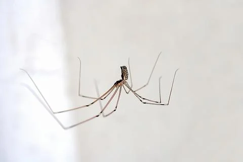 Spider isolated on white background, macro photo Stock Photos