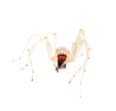 Spider isolated on white background Foto stock