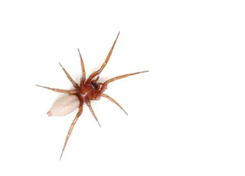 Spider isolated on white background Stock Photos