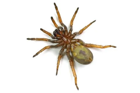 Spider isolated on white background Stock Photos