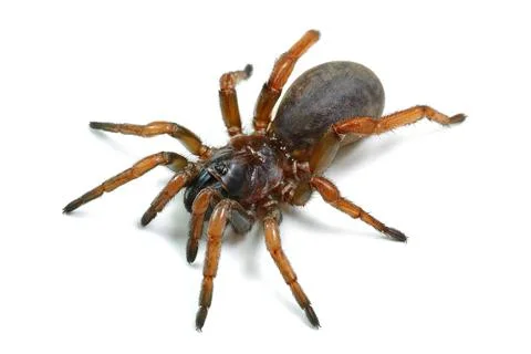 Spider isolated on white background Stock Photos