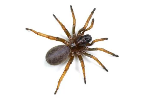 Spider isolated on white background Stock Photos