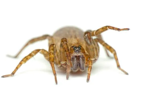 Spider isolated on white Stock Photos