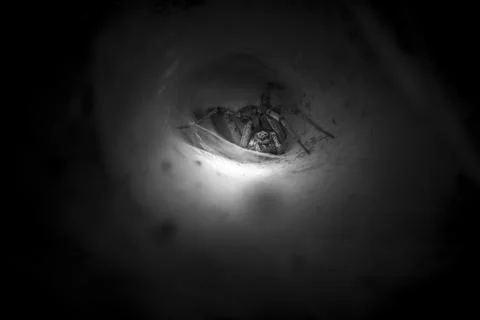 Spider in its burrow 2 Stock Photos
