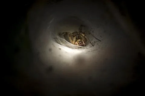 Spider in its burrow Stock Photos