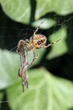 Spider with its captured dragonfly. Stock Photos