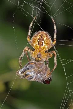 Spider with its captured hover fly. Stock Photos