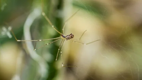 Spider in its cobweb, a perfect predator Stock Footage 89109550