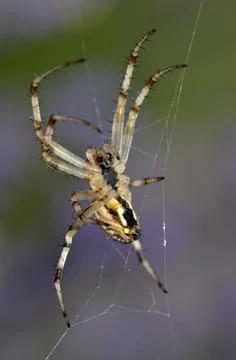 Spider on its cobweb Stock Photos