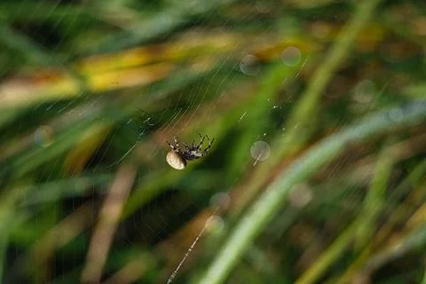 Spider on its intricate web with dew drops in the morning light Stock Photos
