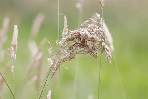 Spider in its nest Stock Photos