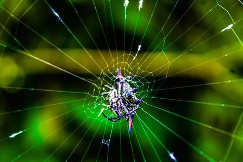 The spider in its nest Foto stock