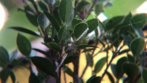 Spider in its nest waiting for prey on a windy day Stock Footage 287938251
