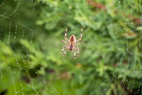 Spider in its net Stock Photos