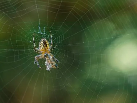 Spider with its prey. Stock Photos