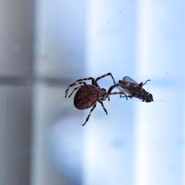 Spider with its prey Stock Photos