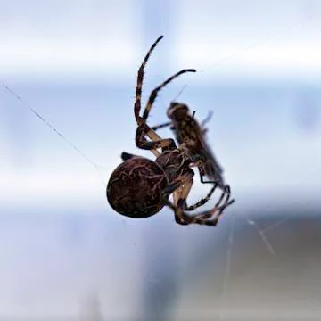Spider with its prey Stock Photos