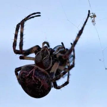 Spider with its prey Stock Photos