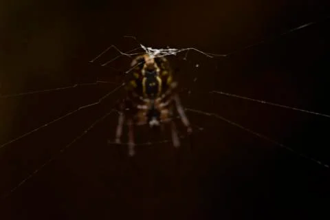 Spider in its spider web Stock Photos