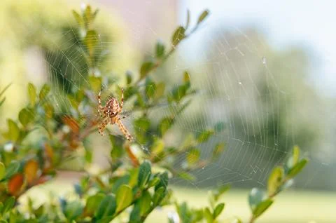 Spider on its web in close-up view, cross spider species resting Stock Photos