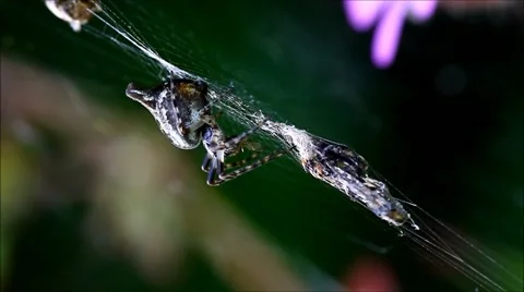 Spider on its web feeding on a fly Video stock 63384111