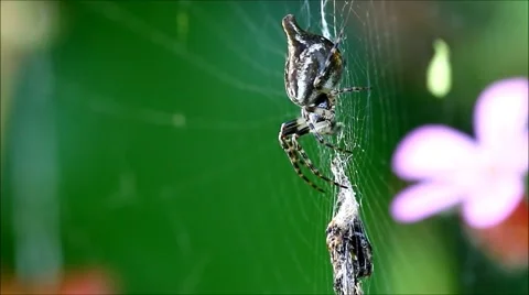 Spider on its web feeding on a fly Stock Footage 63384117