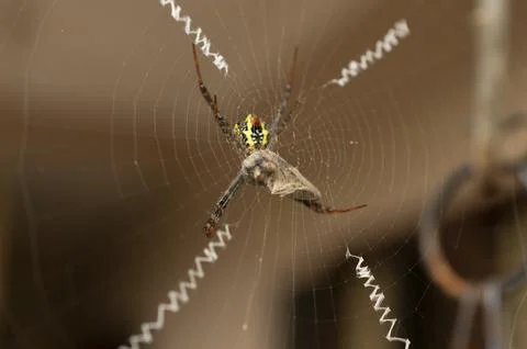 Spider in its web in focus Stock Photos