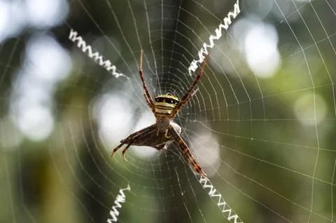 Spider in its web in focus Stock Photos
