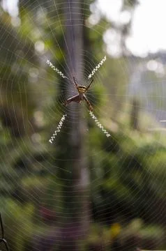 Spider in its web in focus Stock Photos