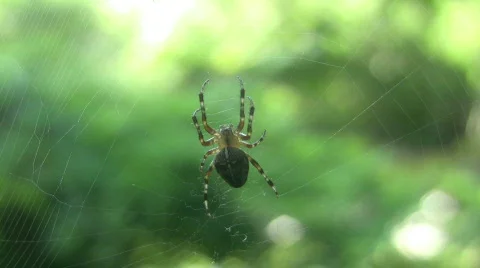 Spider in its web Видео 477442