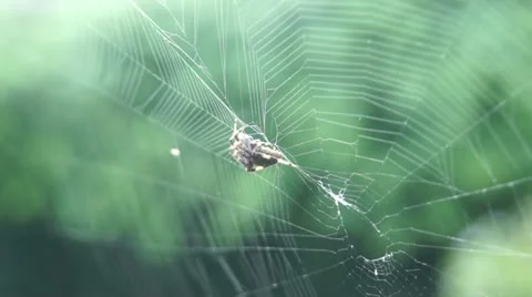 Spider In Its Web 스톡 동영상 12363356