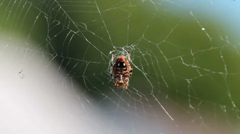 Spider in its web 動画素材 30461391
