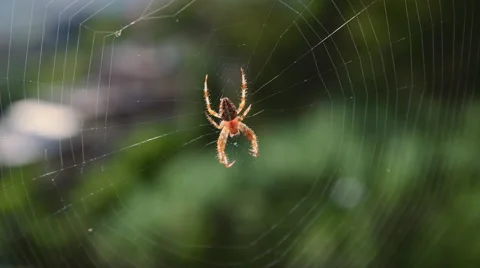 Spider on its web Stock-Footage 42307647
