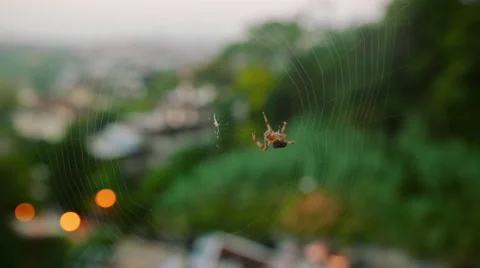 Spider on its web Stock-Footage 42307778